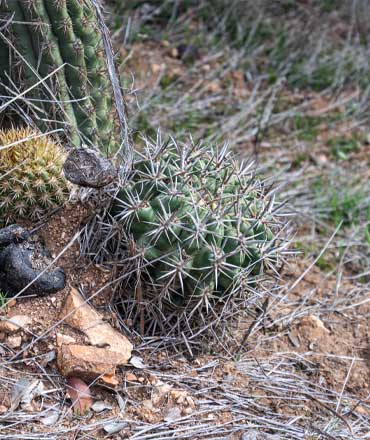 cactus en parque vaguada