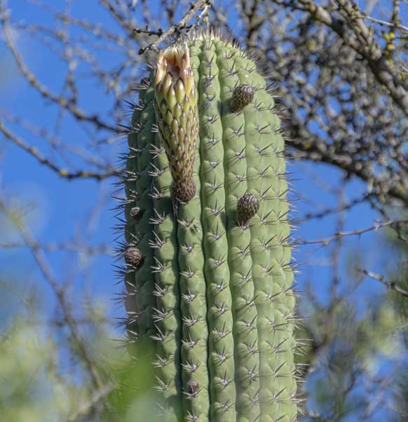 echinopsis chiloensis