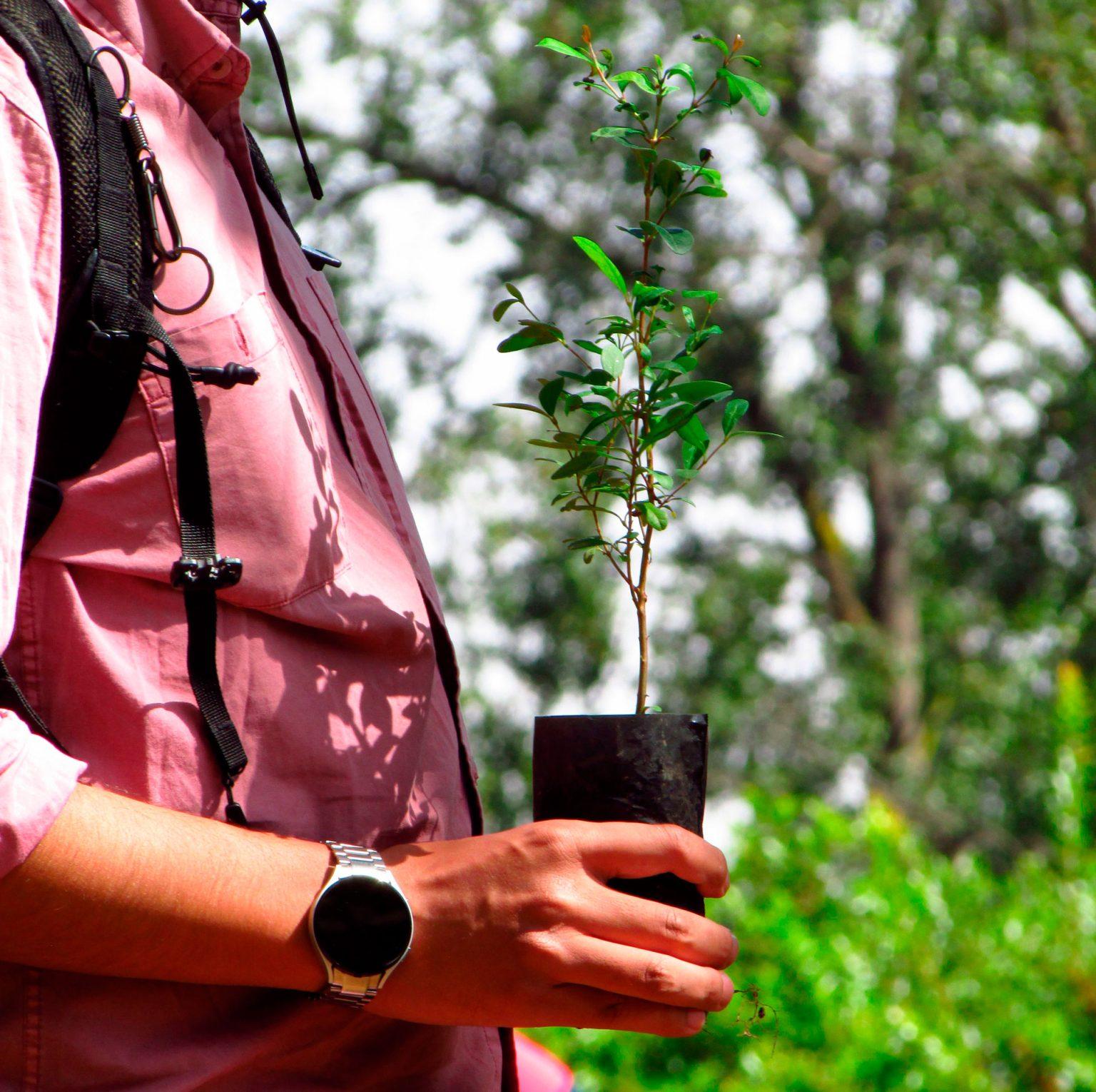 foto jornada reforestacion