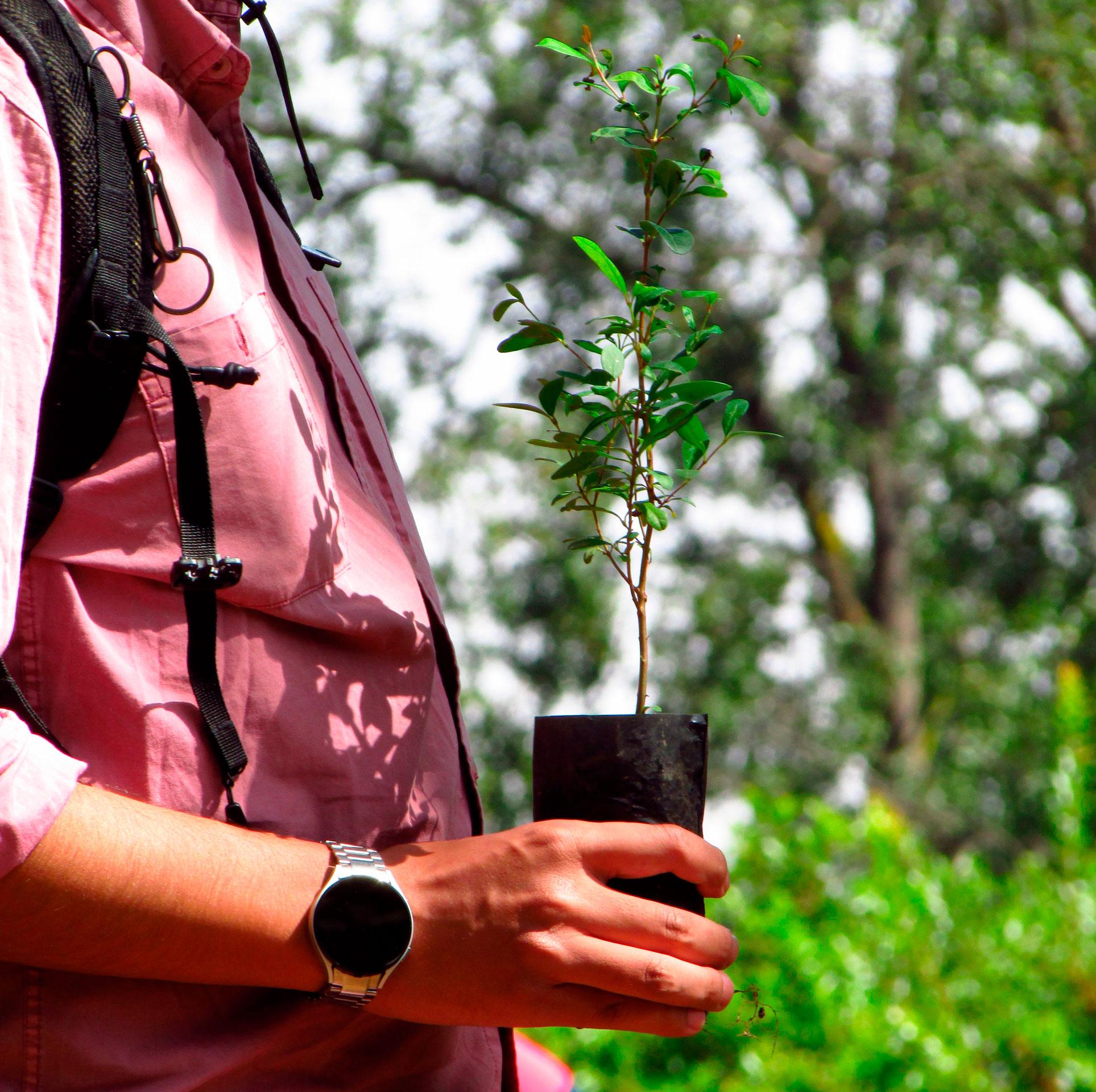 foto jornada reforestacion